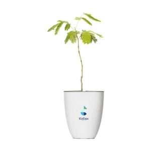 Treemore Brievenbusboompjes Perzische Slaapboom